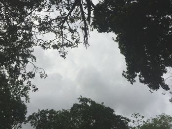 Low angle view of tree against cloudy sky