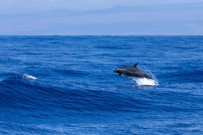 Dolphin jumping in sea against sky