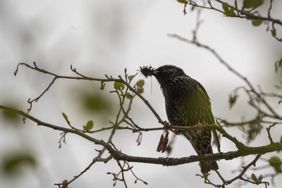 Low angle view of bird perching on branch