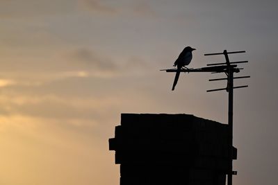 Low angle view of silhouette birds perching on power line