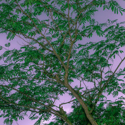 Low angle view of tree against sky