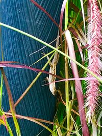 Close-up of grasshopper on plant