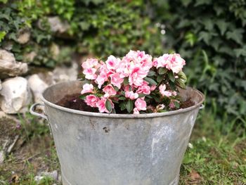 Close-up of pink flower pot