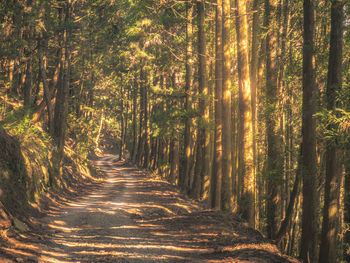 Footpath amidst trees in forest