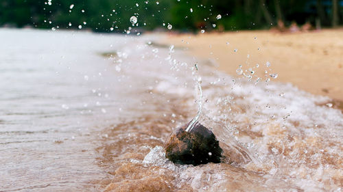 Close-up of turtle in water