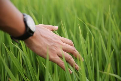 Close-up of hand against grass in field