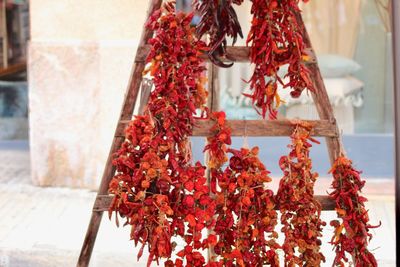 Close-up of red chili pepper hanging on clothesline