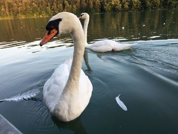 Swan floating on lake