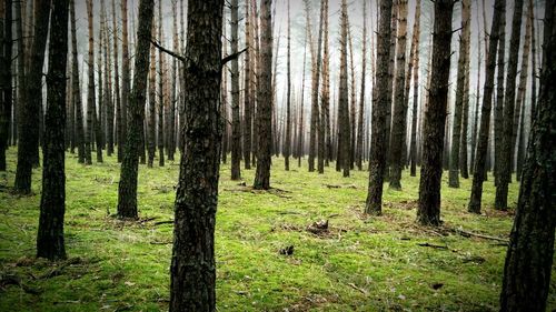 Trees in forest