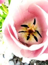 Close-up of pink rose flower