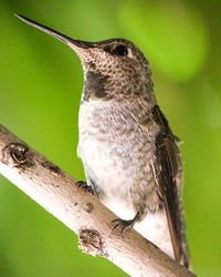 Close-up of bird perching on branch