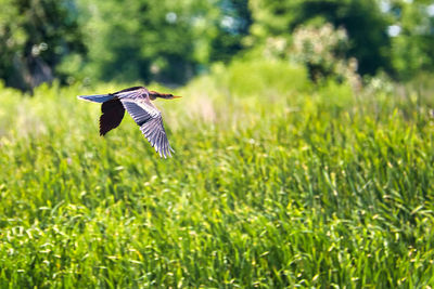 Bird flying in a field