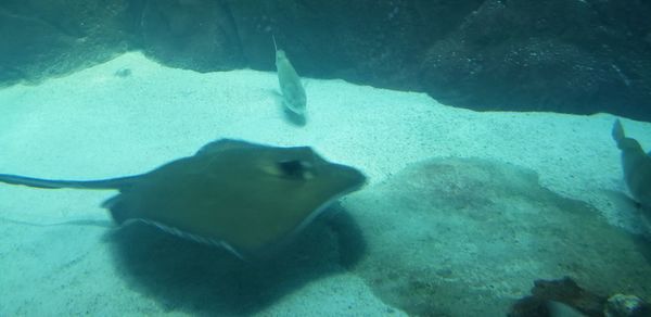 Close-up of fish swimming in aquarium