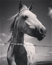 Low angle view of horse by fence against sky