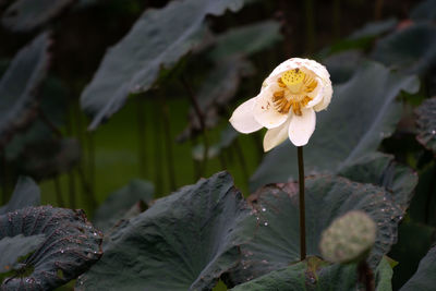 Close-up of white flowering plant