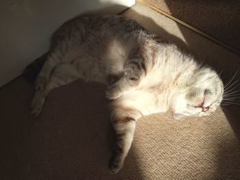 Close-up of cat sleeping