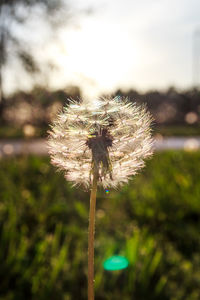 Close-up of wilted dandelion on field