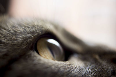 Close-up of cat eye