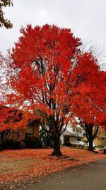 Trees on field against sky during autumn