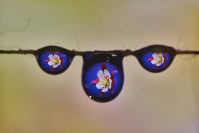 Close-up of purple flower against blue water