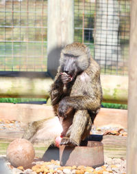 Close-up of monkey sitting outdoors