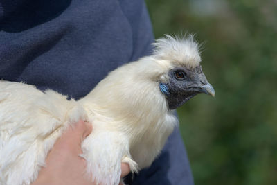 Fine white feathers and face of a silkie chicken are shown as she is held by her owner. 
