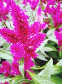 Close-up of pink flowering plant