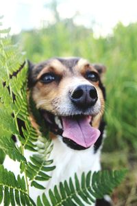 Close-up portrait of dog