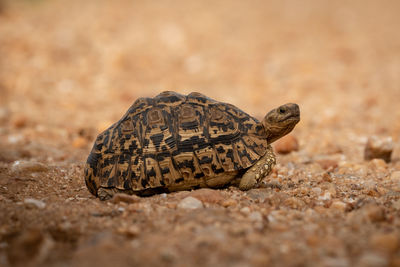 Close-up of tortoise on field