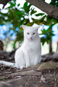 Portrait of white cat