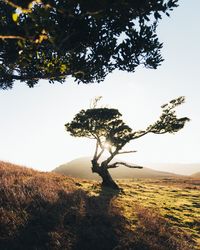 Tree on field against sky