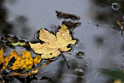 Close-up of yellow maple leaf on water
