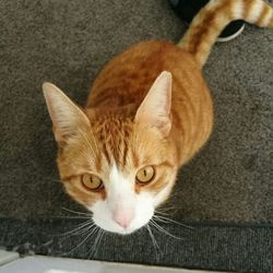 Close-up portrait of cat sitting