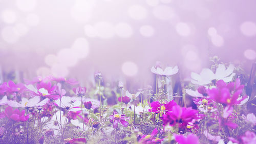 Close-up of pink crocus flowers on field