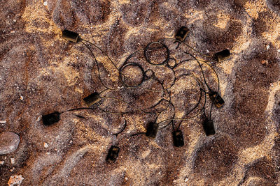 Full frame shot of animal skull