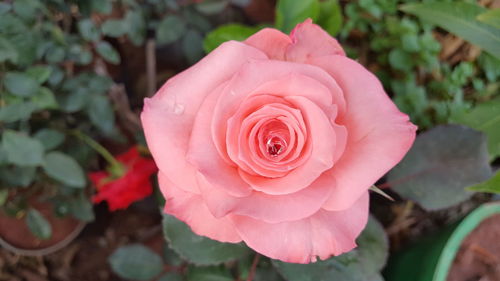 Close-up of pink rose blooming outdoors