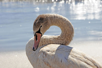 Close-up of swan in lake