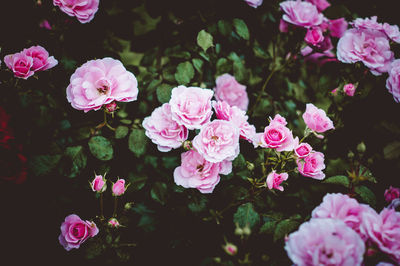 High angle view of pink roses