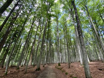 View of trees in forest