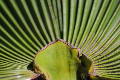 Close-up of succulent plant