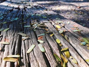 High angle view of messy wood