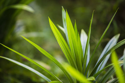 Close-up of grass growing on field