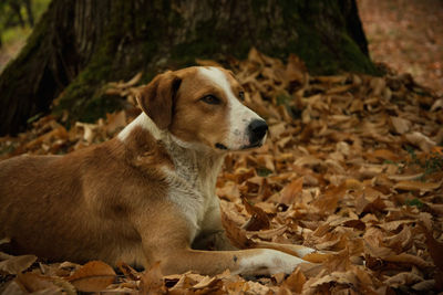 Close-up of dog sitting on field