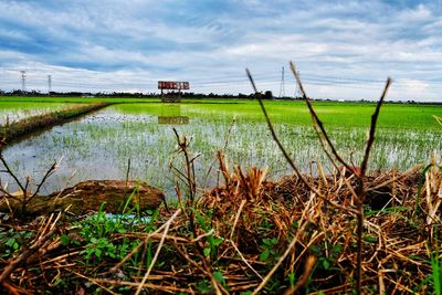 Scenic view of field by lake against sky