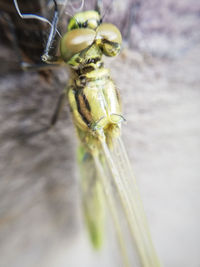 Close-up of insect