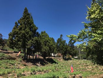 Trees against clear blue sky