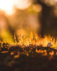 Close-up of flowering plants on field during sunset