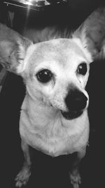 Close-up portrait of a dog