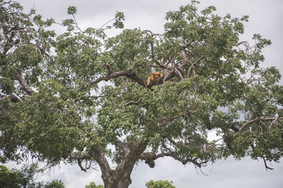Low angle view of bird perching on tree against sky