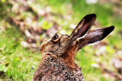 Close-up of an animal on land